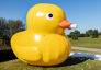 Bubble Special Duck